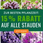 Bild von 15 % Extra-Rabatt auf Stauden! Code: STAUDEN15
