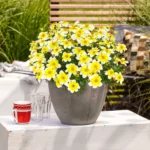 Bild von Großer Pflanzen Sale – Spare bis zu 70%!