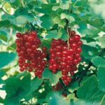 Bild von Garten Schlüter Rote Johannisbeere ‚Jonkheer van Tets®‘