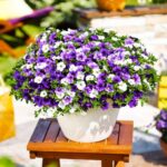 Bild von Trio-Zauberglöckchen, weiß-hell- & dunkelblau