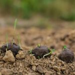 Bild von Blumen-Samenbomben Bienenglück, 3 Stück