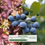 Bild von Garten Schlüter Heidelbeere ‚Cabernet Splash‘ Liefergröße: 25 cm – 30 cm