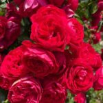 Bild von Edelrose ‚Störtebeker‘