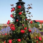 Bild von Kletterrose ‚Florentina ®‘